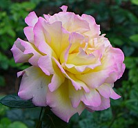 Mainau_13.jpg