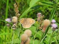 2021-07-Forst-5.JPG