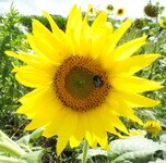 2021-08-Rotenacker-Sonnenblume.JPG